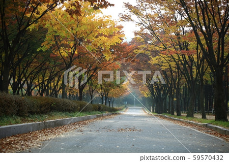 Autumn Scenery, Incheon Grand Park Autumn Scenery, Incheon Grand Park 59570432