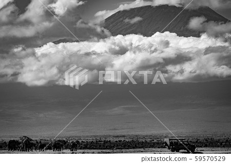 乞力馬扎羅山和非洲象 59570529