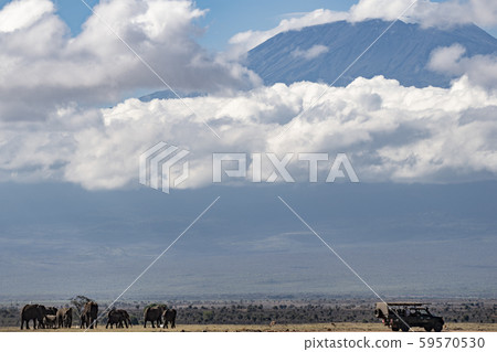乞力馬扎羅山和大象群 59570530