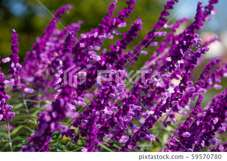 Salvia Leucanza (also known as amethyst sage, Mexican bush, velvet sage) Salvia Leucanza (also known as amethyst sage, Mexican bush, velvet sage) 59570780