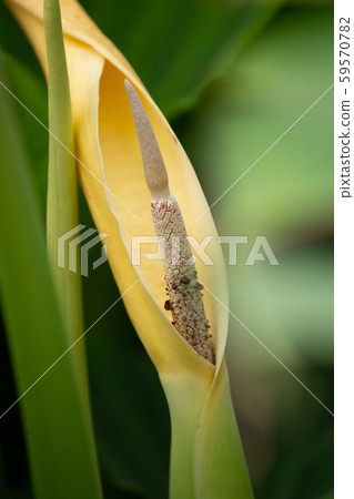 Flowers of taro (taro, English: taro, scientific name: Colocasia esculenta) (October 59570782