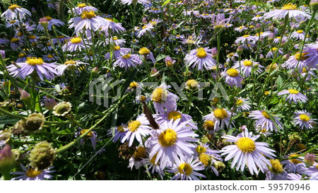 香草農場 香草農場 59570946