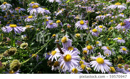 香草農場 59570947