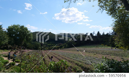 香草農場 香草農場 59570956