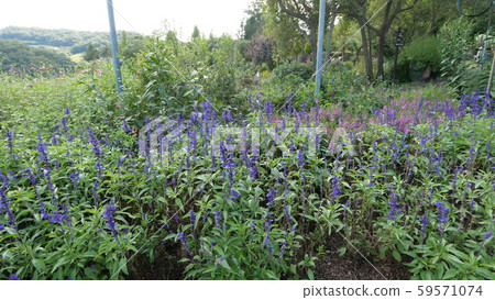 Herb farm Herb farm 59571074