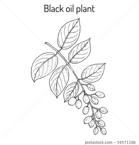 Black oil plant, or intellect tree celastrus paniculatus , medicinal plant 59571186