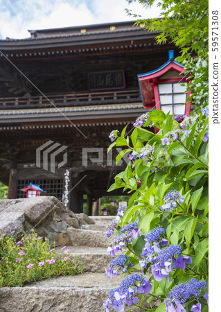 Daizenji and hydrangea 59571308