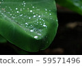 雨上升葉子水滴 59571496