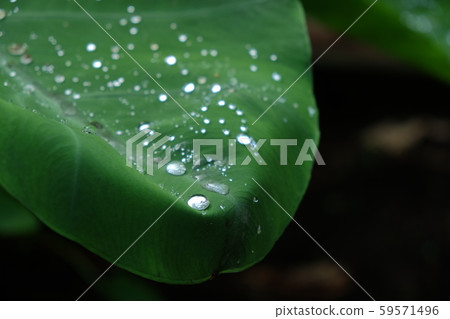 Rain rising leaves water drops Rain rising leaves water drops 59571496