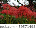 紅色群集孤挺花 59571498