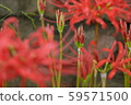 群集孤挺花芽紅色 59571500
