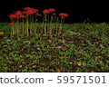 群集孤挺花背景黑色 59571501