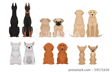 Dogs of different breeds are sitting. Front and rear views. Vector illustration on a white Dogs of different breeds are sitting. Front and rear views. Vector illustration on a white 59571630