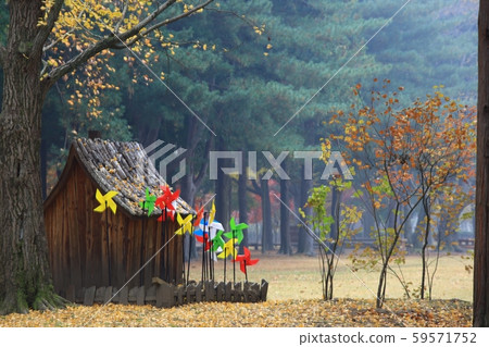 Autumn, nami island Autumn, nami island 59571752