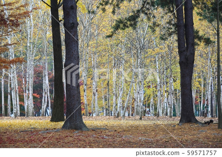 秋天,南怡島 秋天,南怡島 59571757