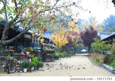 Autumn, nami island 59571765