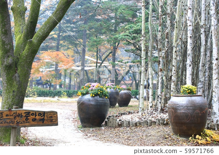 Autumn, nami island Autumn, nami island 59571766