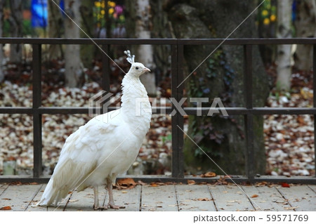 Autumn, nami island 59571769
