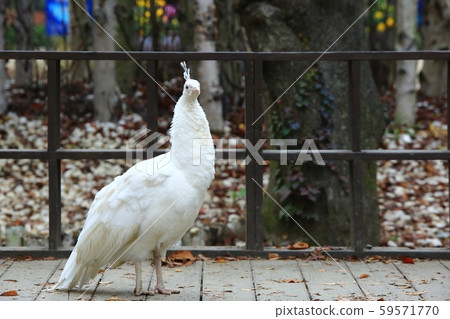 Autumn, nami island 59571770