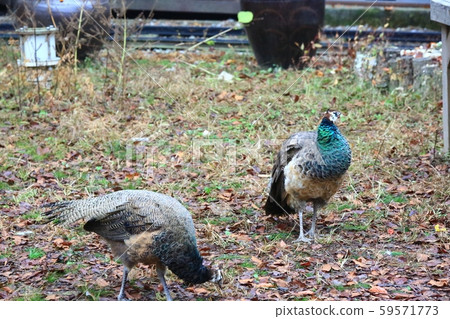 Autumn, nami island Autumn, nami island 59571773