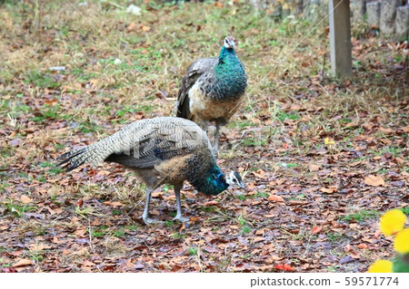 Autumn, nami island 59571774