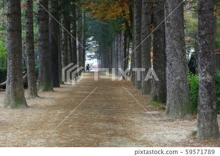 Autumn, nami island Autumn, nami island 59571789
