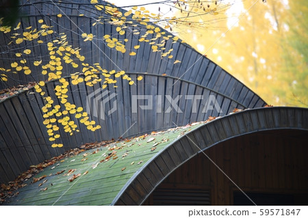 Autumn, nami island 59571847