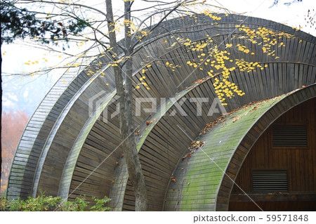 Autumn, nami island Autumn, nami island 59571848