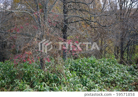 Beautiful Mayumi fruit 59571858