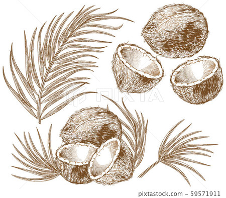 Engraving illustration of coconut and palm leaves 59571911