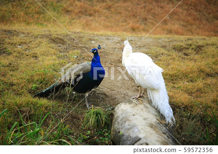 Beautiful, nami 59572356