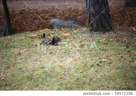 Beautiful, nami 59572386