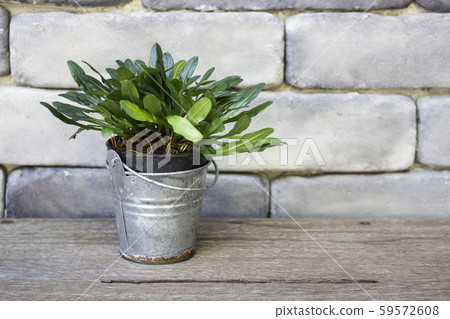 Mini green leaves plant pot Mini green leaves plant pot 59572608