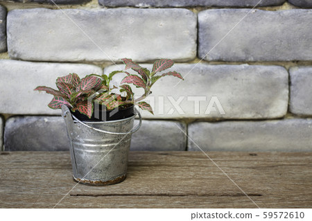 Mini green leaves plant pot 59572610