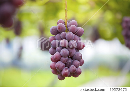 Vineyard 59572673