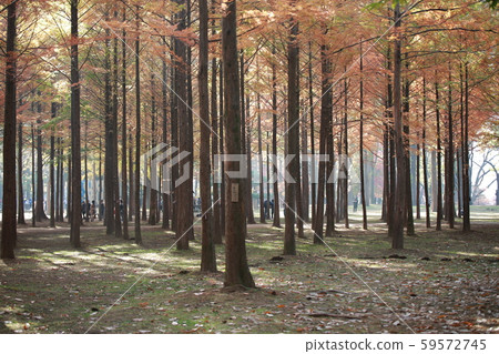 秋天的南怡島 59572745