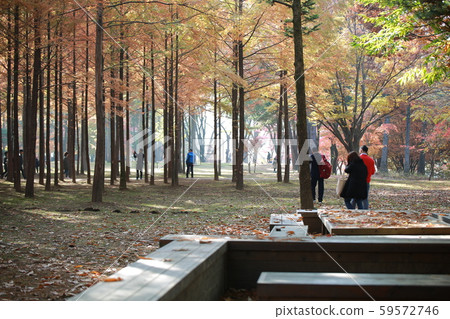 Nami Island in autumn 59572746