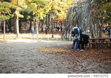 Nami Island in autumn Nami Island in autumn 59572753