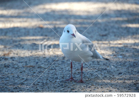 Uricamome Uricamome 59572928