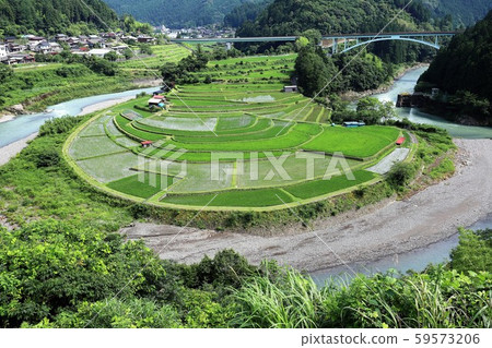 赤島的水稻梯田 赤島的水稻梯田 59573206