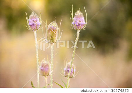Fullers teasel in bloom, close up photo Fullers teasel in bloom, close up photo 59574275