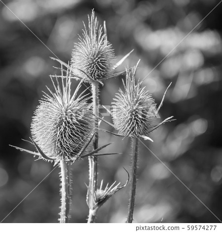 Seedheads of fullers teasel, black and white Seedheads of fullers teasel, black and white 59574277