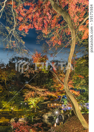 Autumn light up of red foliage trees depicting a curve standing in the forest of Rokugien Garden in Komagome. Autumn light up of red foliage trees depicting a curve standing in the forest of Rokugien Garden in Komagome. 59575984