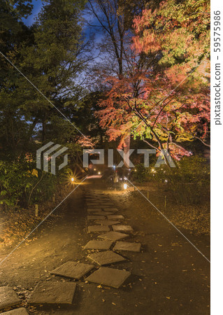 Illuminated red autumnal forest at Rokugien Garden in Komagome. * Illuminated red autumnal forest at Rokugien Garden in Komagome. * 59575986