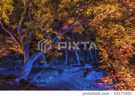 Autumn light-up of a huge maple tree standing in the forest of the Isobe teahouse in Rokugien, Komagome. 59575993
