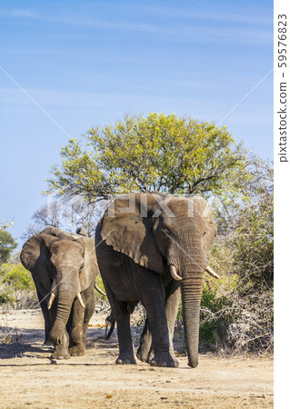 African bush elephant in Kruger National park, 59576823