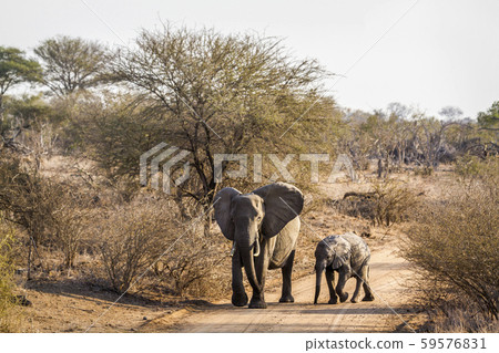 African bush elephant in Kruger National park, African bush elephant in Kruger National park, 59576831
