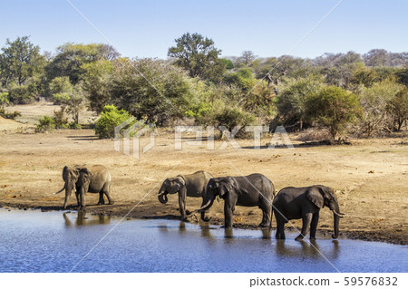 African bush elephant in Kruger National park, African bush elephant in Kruger National park, 59576832
