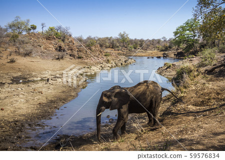 African bush elephant in Kruger National park, 59576834