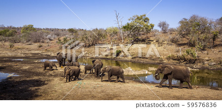 African bush elephant in Kruger National park, African bush elephant in Kruger National park, 59576836